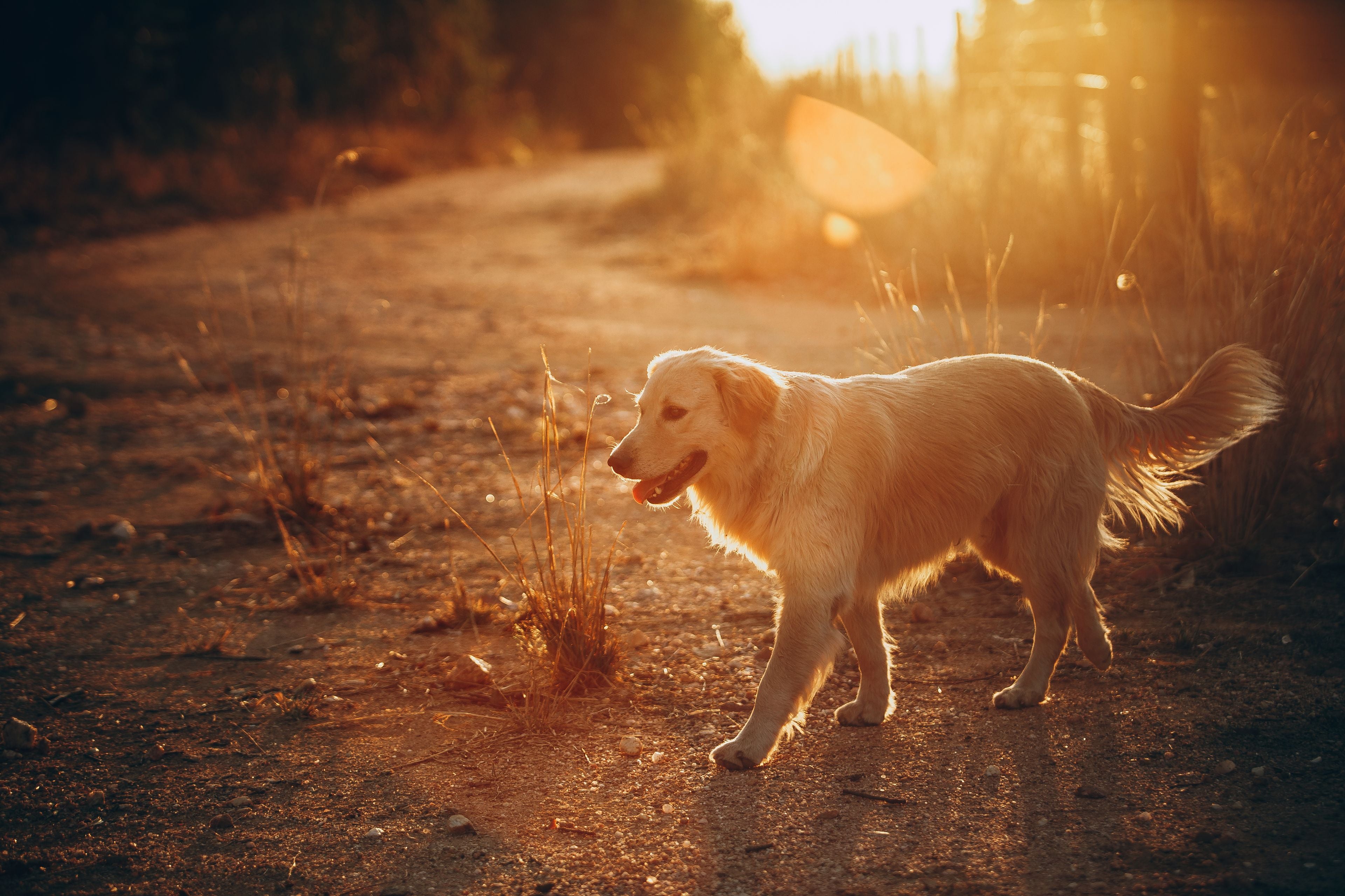 Golden retriever walking through a sunlit field at golden hour